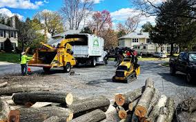 Best Tree Risk Assessment  in Somerset, OH