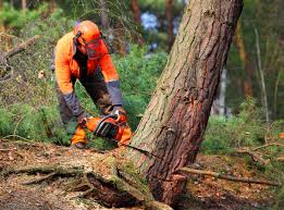 Best Residential Tree Removal  in Somerset, OH