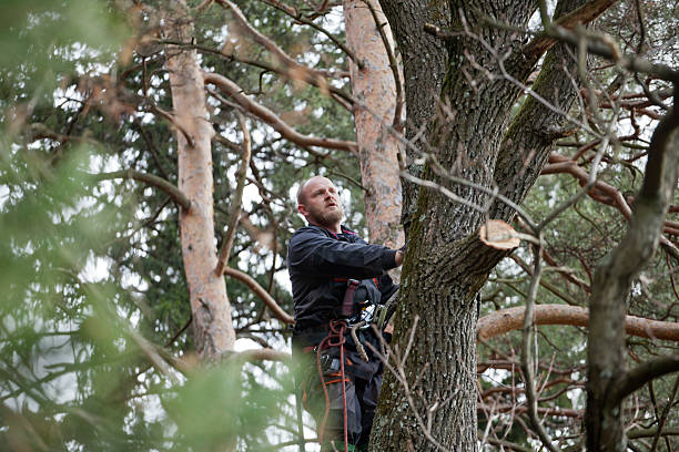 Best Tree Disease Treatment  in Somerset, OH