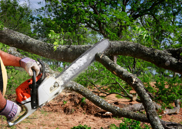 Reliable Somerset, OH Tree Removal Services Solutions